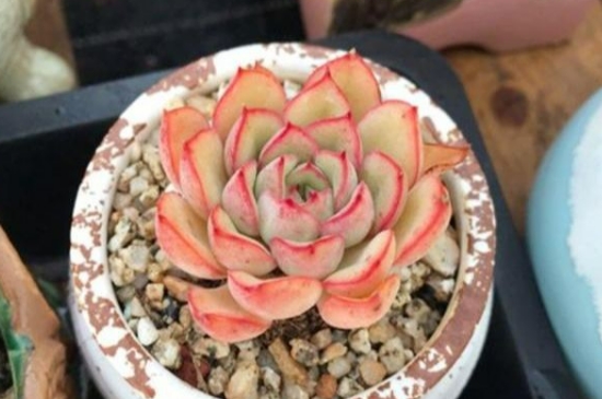 夏季多肉叶子一碰就掉怎么办(图4)