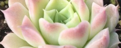 ​多肉莲花品种