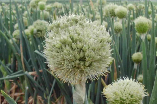大花葱叶子发黄的原因(图4)