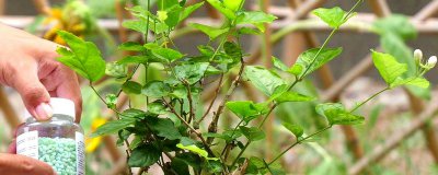 ​刚买的茉莉怎么移栽