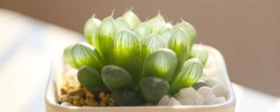 ​玉露闷养多久通一次风