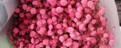 ​满天星是干花还是鲜花（图）