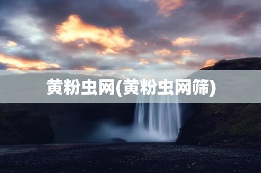 黄粉虫网(黄粉虫网筛)
