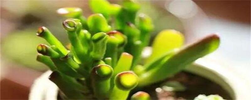 吸财树叶子变软变皱怎么办(图1)