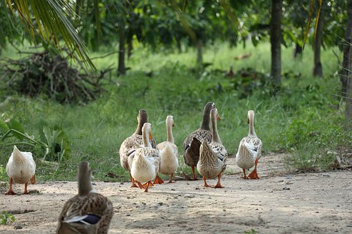 birds-4230463__340.jpg