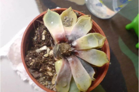 多肉烂茎怎么处理方法(图3)