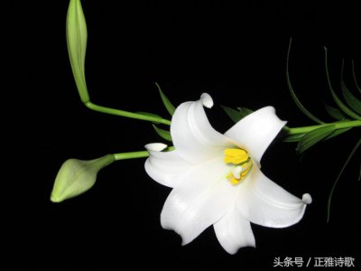 ​酒债寻常行处有下一句_译文赏析