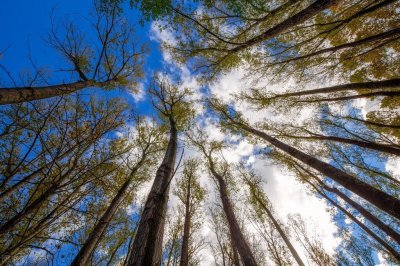 ​闲置土地种什么树木挣钱（农村种植这几种树效益高）