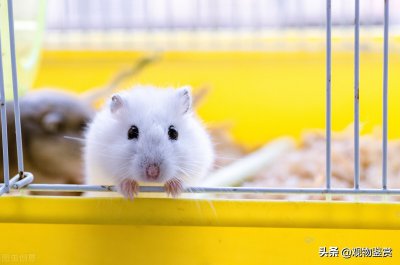 ​仓鼠咬笼子是什么原因引起的（仓鼠总拼命咬笼子怎么回事）