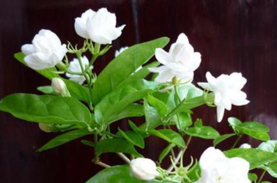 苿利花怎么养(图4)