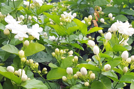 苿利花怎么养(图3)