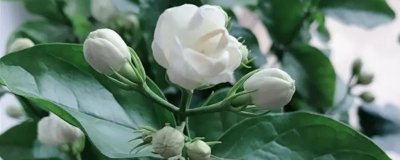 ​苿利花怎么养