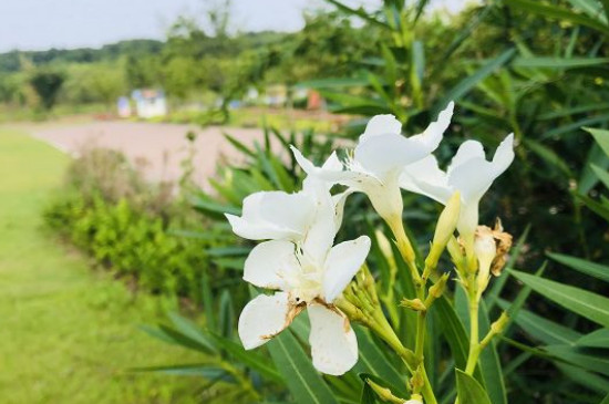 植物的功能(图4)