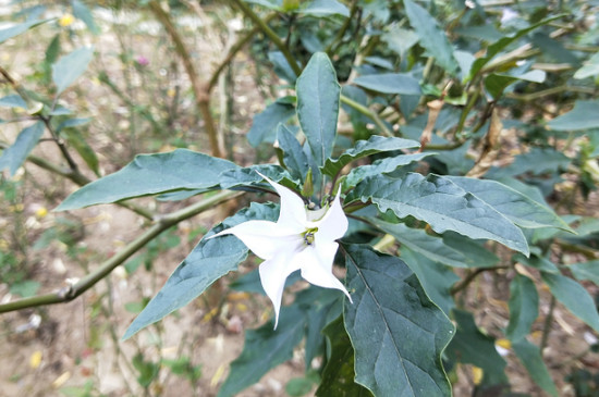 禾本科植物的主要特征(图2)
