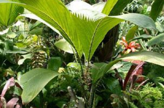 禾本科植物的主要特征(图4)