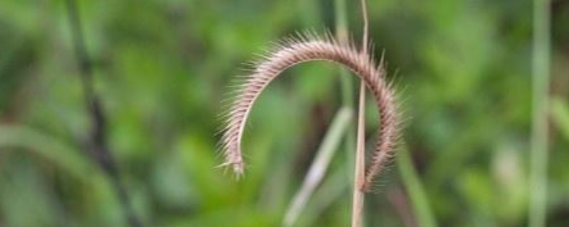 禾本科植物的主要特征(图1)
