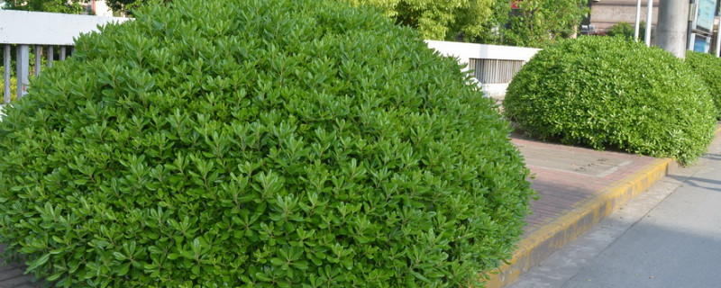 灌木球类植物有哪些(图1)