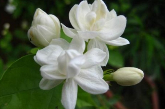 茉莉花产地(图4)