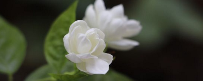 茉莉花产地(图1)
