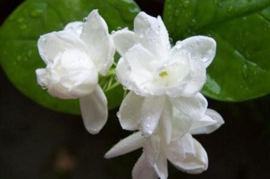 茉莉花产地(图3)