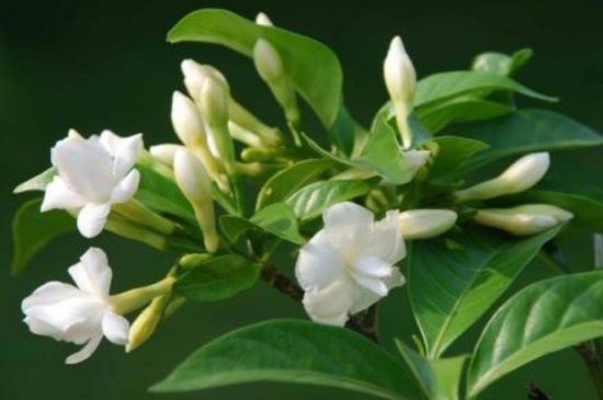 茉莉花产地(图2)