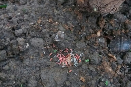 花盆里长满了潮湿虫怎么办(图2)