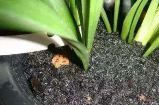 花盆里长满了潮湿虫怎么办(图4)