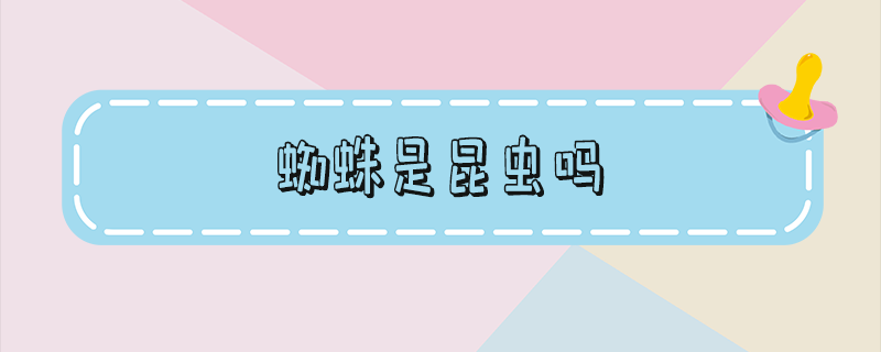 蜘蛛是昆虫吗还是动物（蜘蛛是昆虫吗）