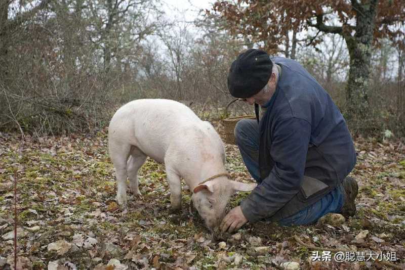 多肉质量好的文笔推荐知乎(如何在知乎上找到质量好的多肉植物推荐？)
