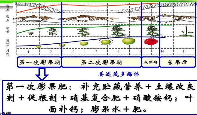 对当前苹果市场走势的不同看法（苹果产业迎来新拐点）(21)