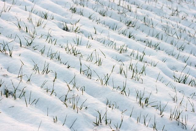 下大雪打雷是什么征兆（多地出现雪天打雷的罕见现象）(8)