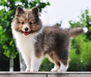 喜乐蒂牧羊犬是什么犬（一种会给你出其不意的惊喜的狗狗）(1)