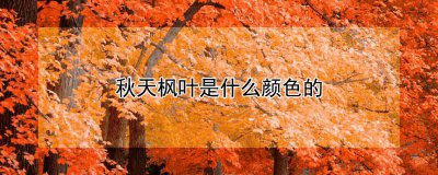 ​枫叶是什么颜色（枫叶为什么会变红）