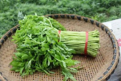 ​芦蒿和茼蒿的区别是什么（芦蒿和茼蒿的区别）