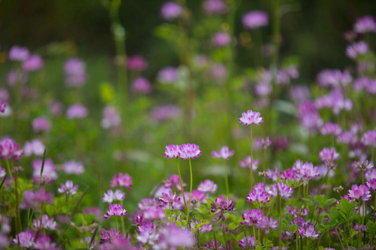 闲花野草逢春生是什么意思（闲花野草逢春生的意思）
