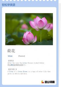 ​lotus是什么意思（lotus意思是什么）