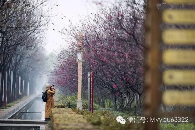 洛阳一日游最美旅游景点（史上最全洛阳旅游精品攻略）(3)