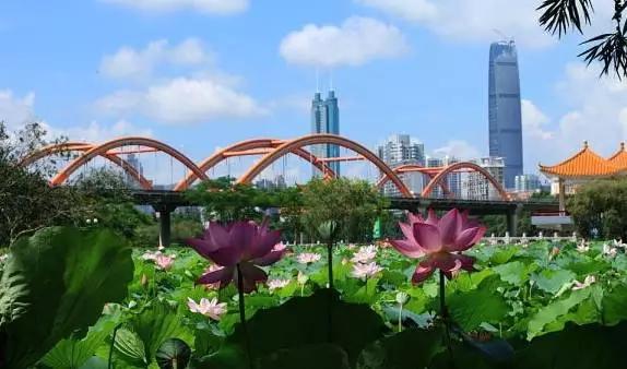 深圳旅游必去的十大景点（吐血整理在深圳）(35)