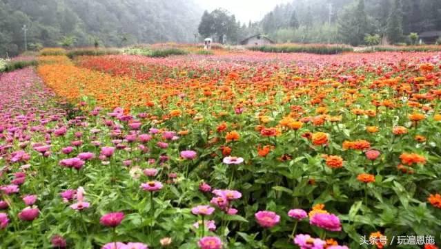 利川旅游必去的景点排名（最新最全旅游景点出炉）(10)