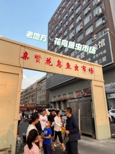 ​最大花鸟鱼虫市场（全国花鸟鱼虫宠物市场汇总）
