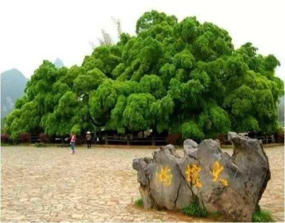 阳朔旅游攻略最新（推荐阳朔最全旅游攻略来袭）(32)
