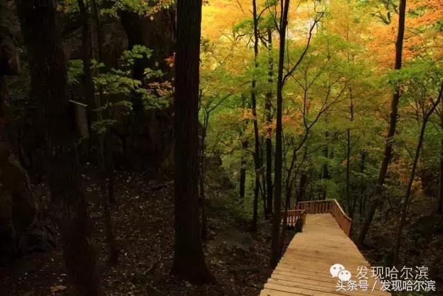 哈尔滨旅游一日游景点推荐（哈尔滨人周末出游小攻略）(11)