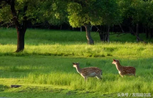 哈尔滨旅游一日游景点推荐（哈尔滨人周末出游小攻略）(28)