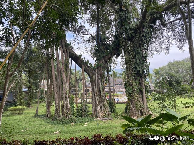 云南西双版纳必游景点（到云南西双版纳旅游必去的17大景点）(67)