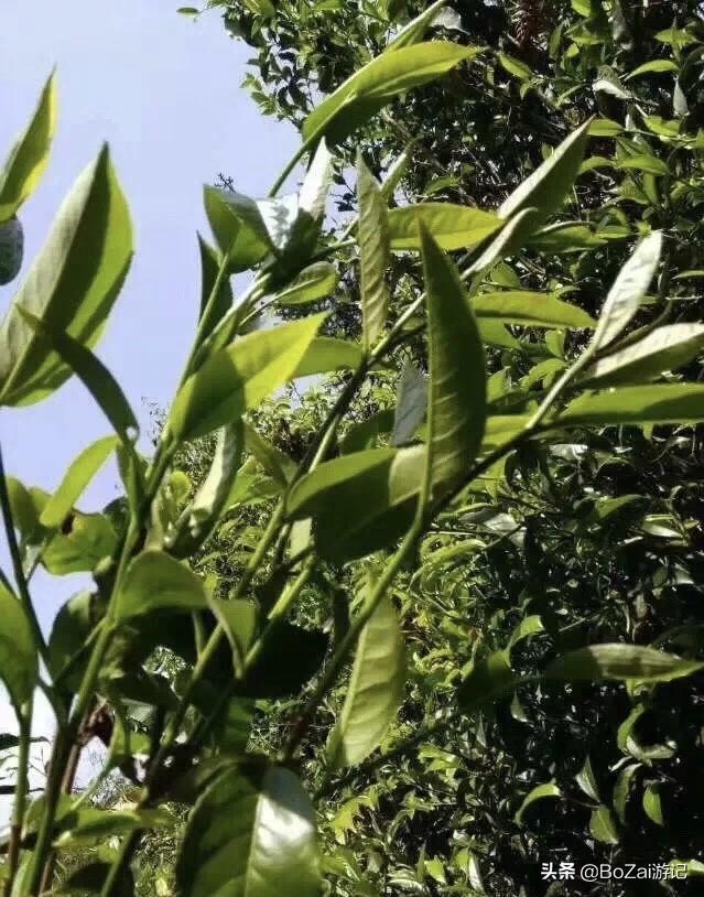 云南西双版纳必游景点（到云南西双版纳旅游必去的17大景点）(84)