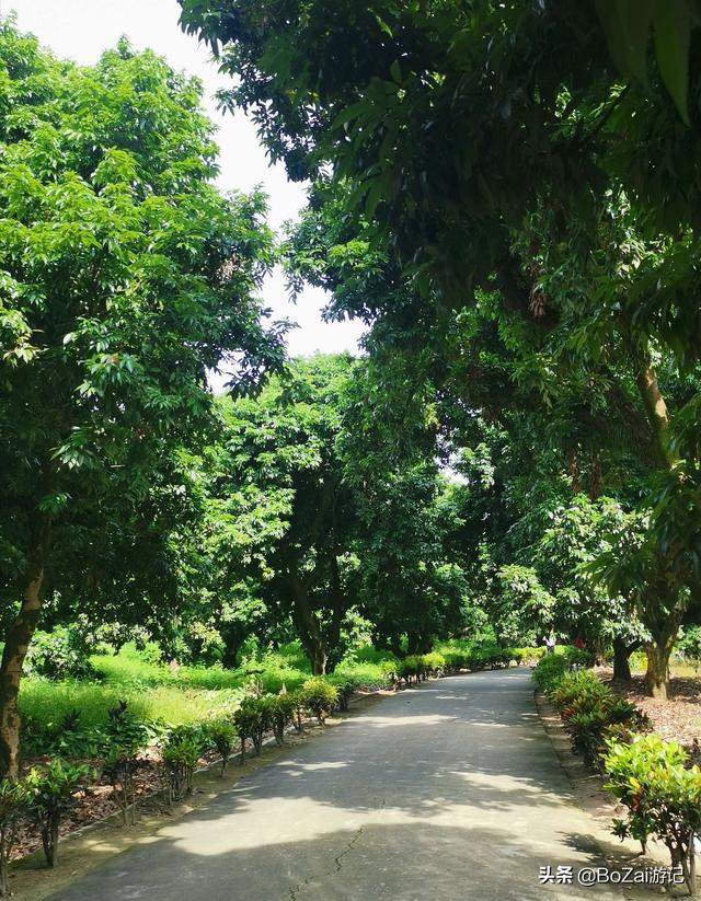 云南西双版纳必游景点（到云南西双版纳旅游必去的17大景点）(22)