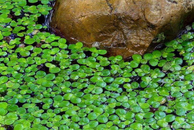 池上碧苔三两点（池上碧苔三两点（什么意思）