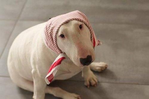牛头梗犬孙红雷表情包（神似孙红雷牛头梗为什么被列入禁养宠物名单）(2)
