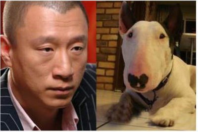 ​牛头梗犬孙红雷表情包（神似孙红雷牛头梗为什么被列入禁养宠物名单）