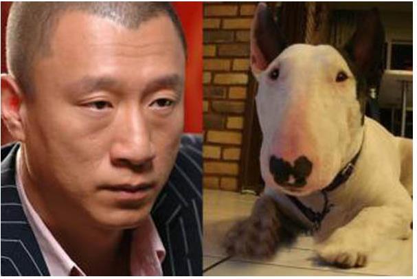 牛头梗犬孙红雷表情包（神似孙红雷牛头梗为什么被列入禁养宠物名单）(1)